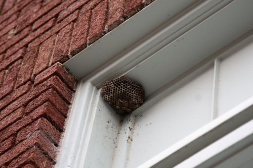 Hornets Surrey and London