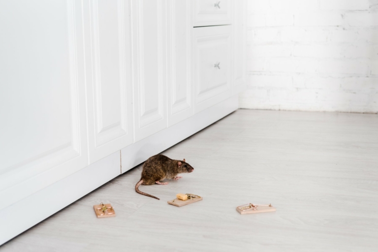 Got a rat problem? Here’s what to do next