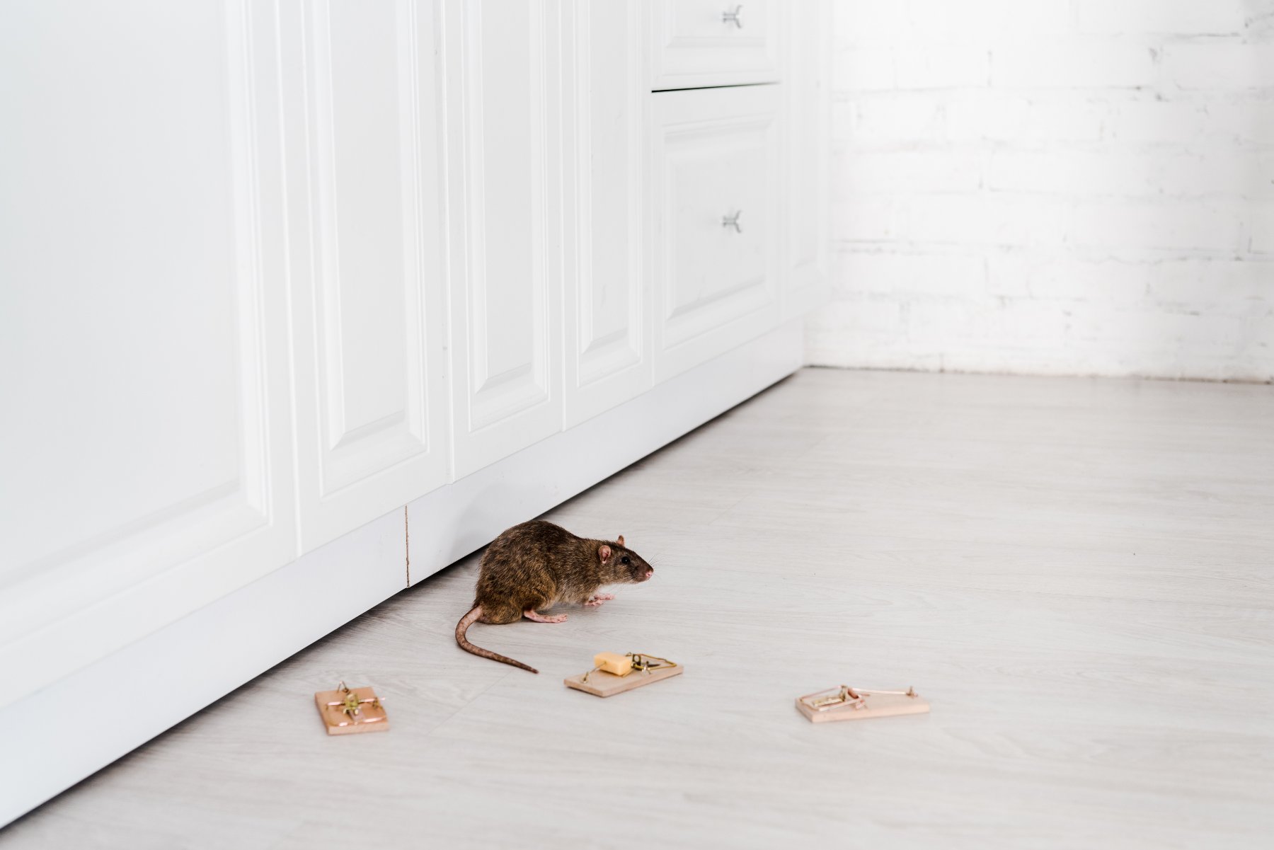 Get Rid Of Rats In My Kitchen
