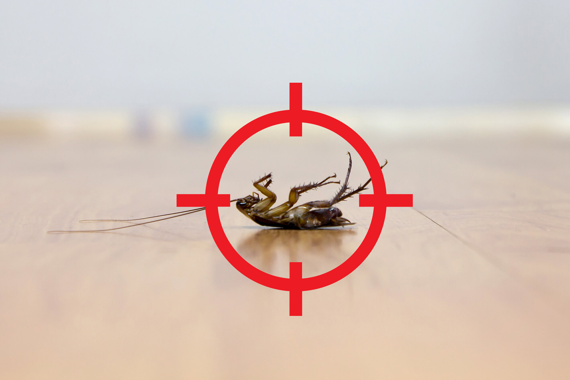 Getting Rid Of Cockroaches Insect removal and treatment Wallington