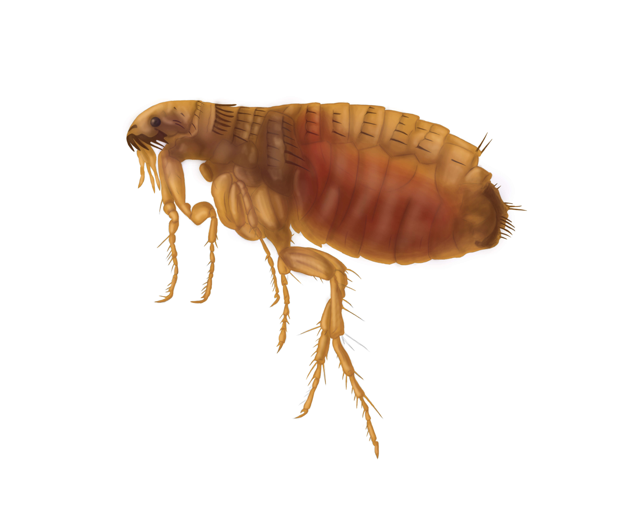 Getting Rid Of Fleas Getting Rid Of Fleas