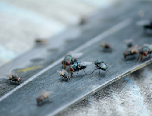 How do I get rid of flies in my home?