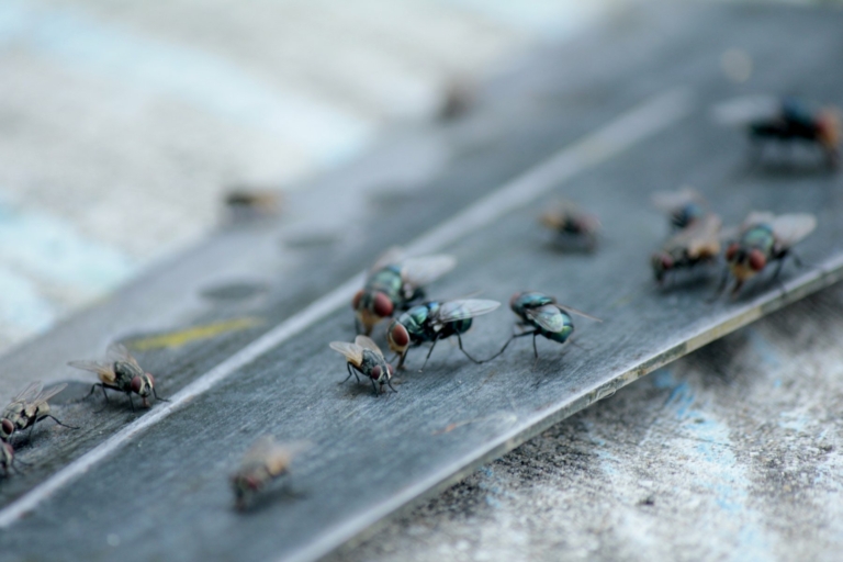 How do I get rid of flies in my home?