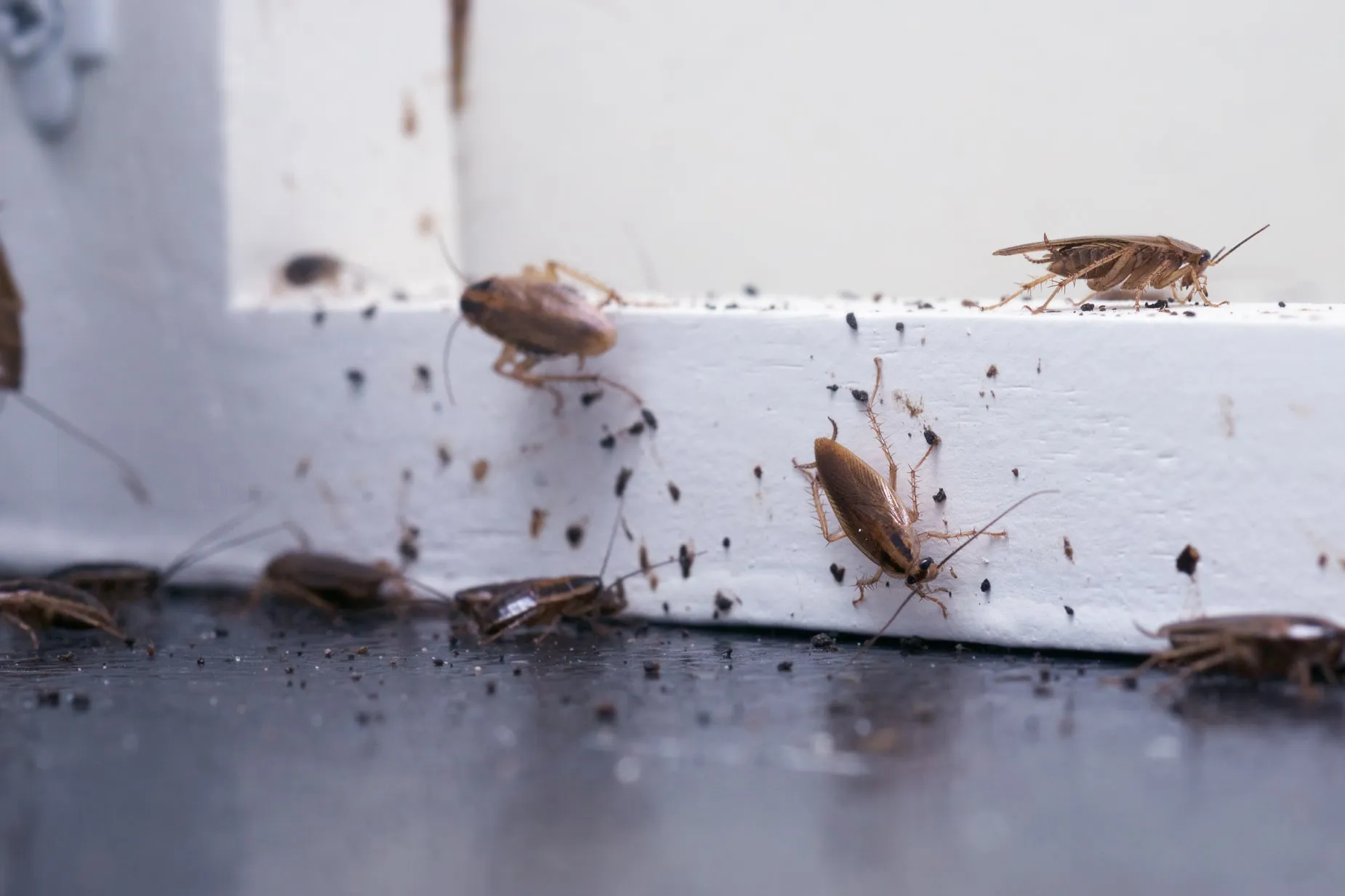 Insect Pest Removal Pest controller near me in Tooting
