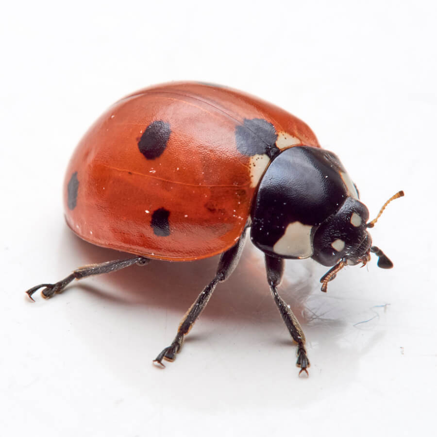 Ladybird Pest Control