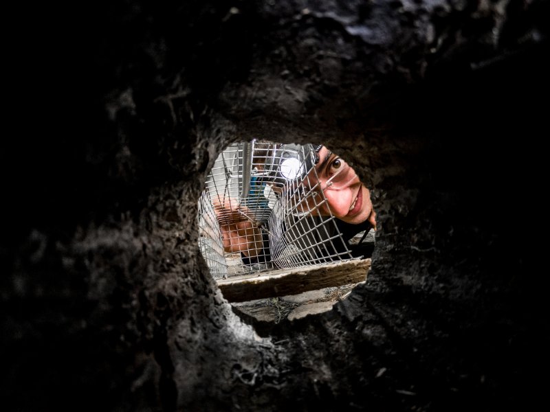 Call Pest Control Insect removal and treatment Oxted