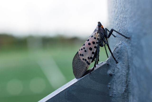 Moth Extermination Surrey