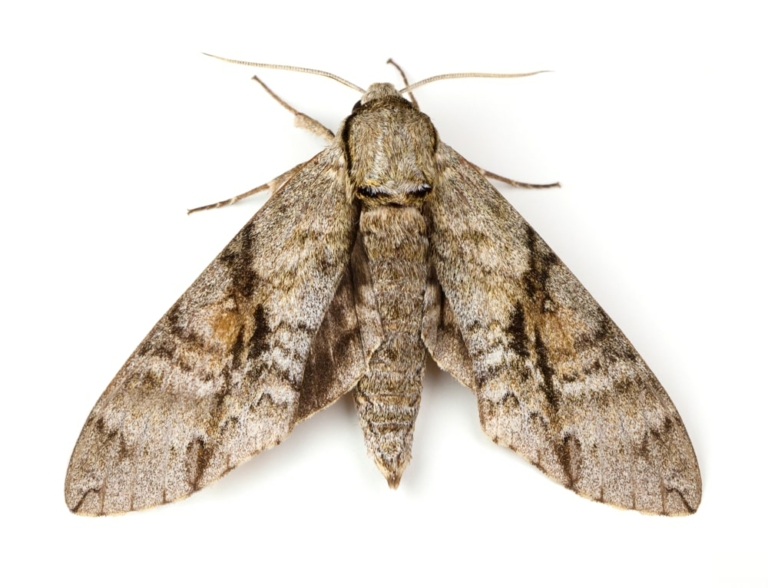 Moth Treatment