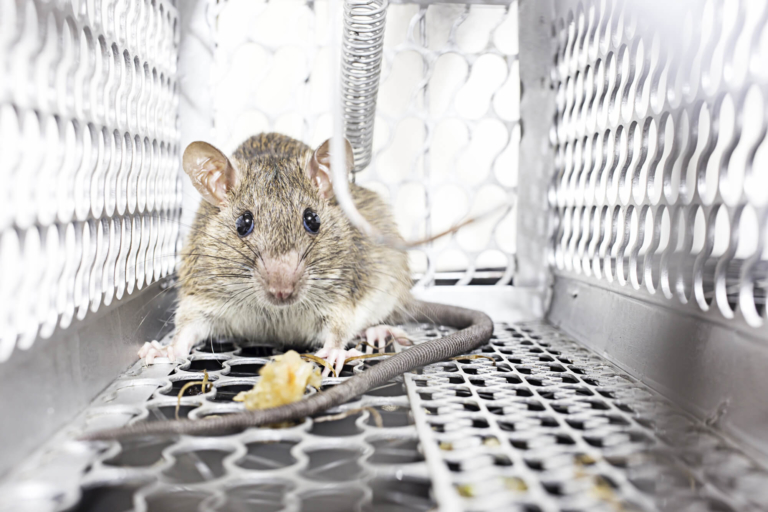 Rats and Mice
