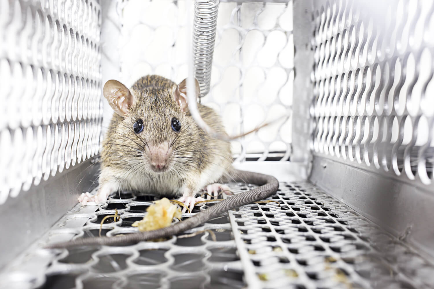 Mouse control services and other pest control services