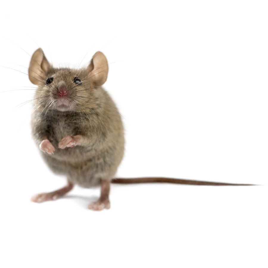 Mouse Pest Control Mouse Pest Control