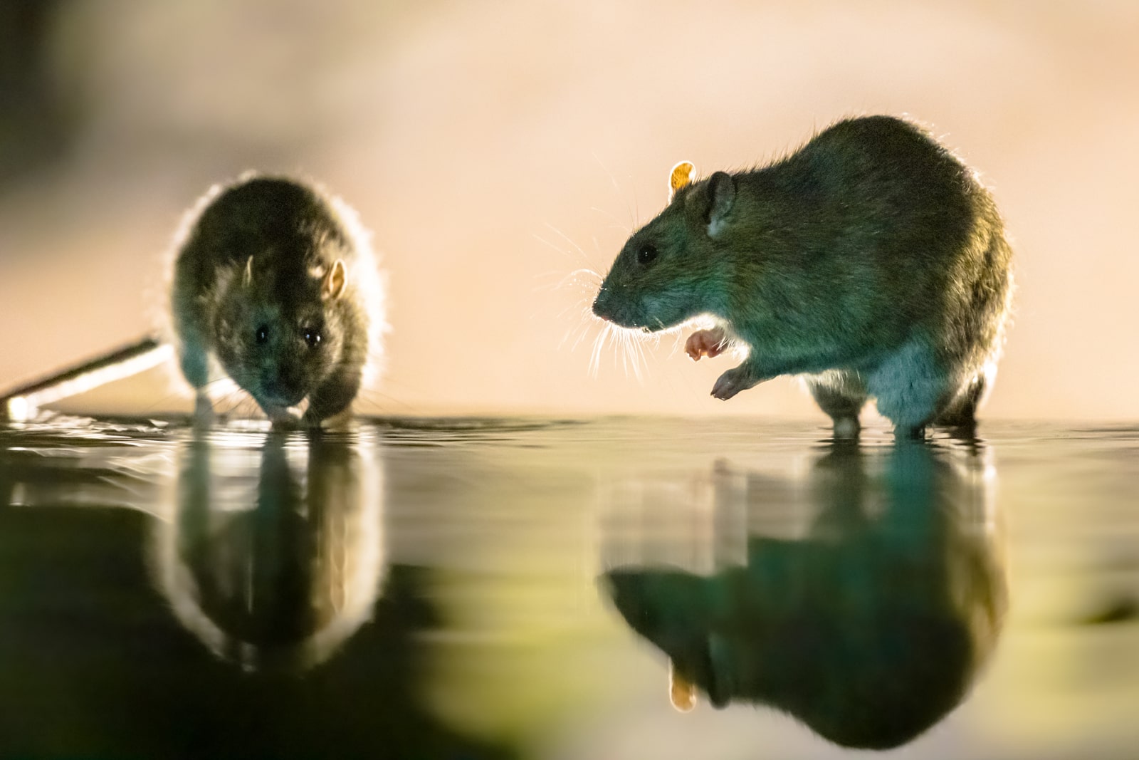 Mouse Vermin And Rat Control Rat and vermin control Molesey
