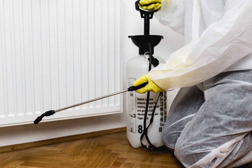 Pest Control Morden Pest controller near me in Morden