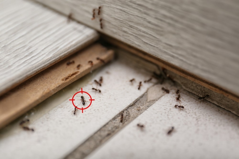 Pest Control Wandsworth