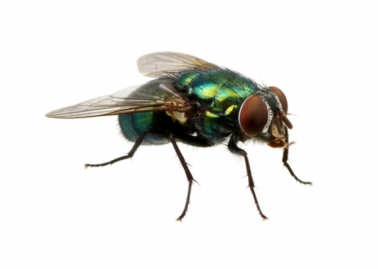 Fly Pest Control