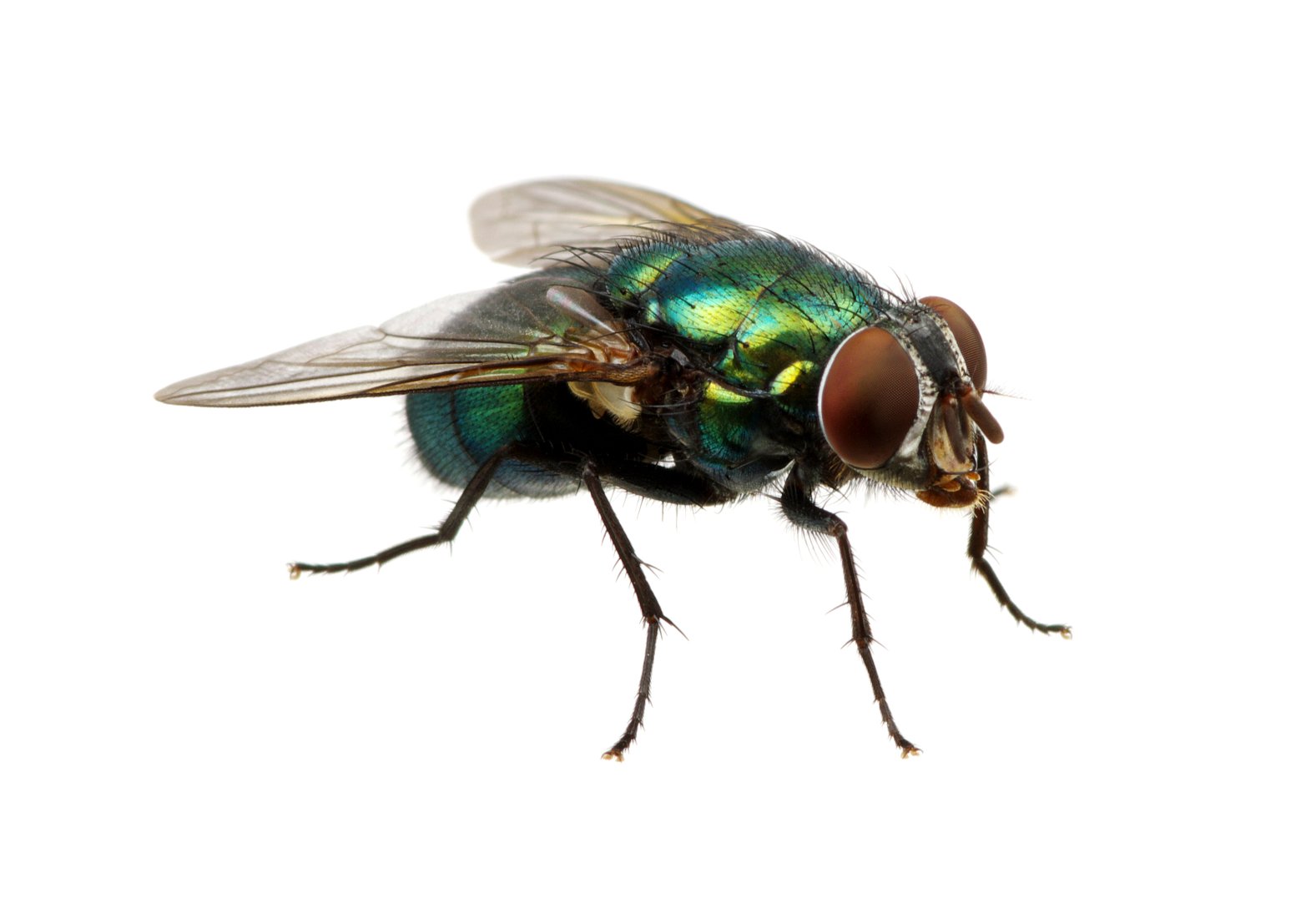 Fly pest control services