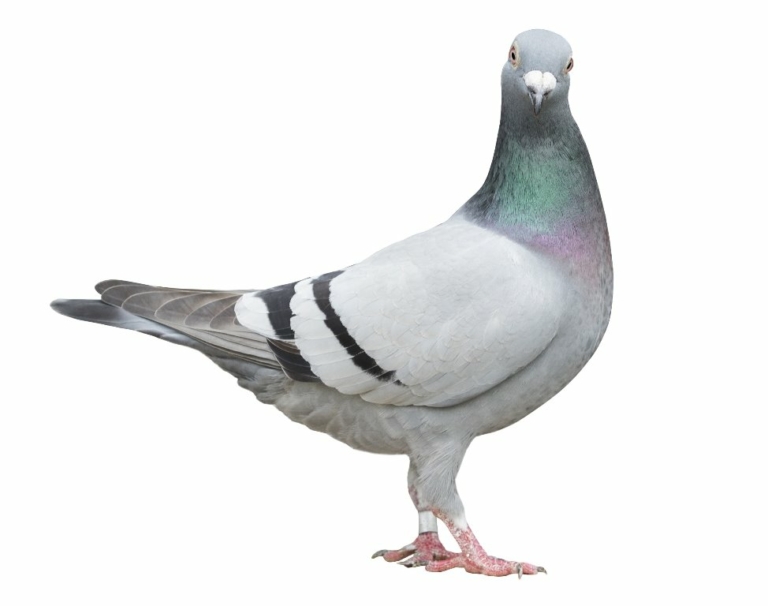 Pigeon Pest Control & Bird Proofing