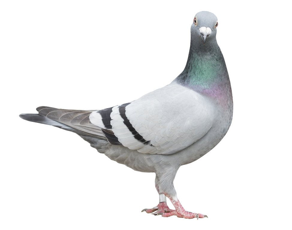 Local Pigeon pest contol 