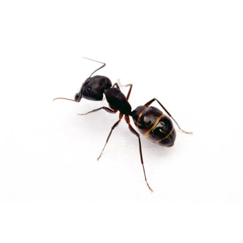 Ant control