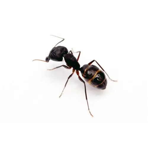 Ant control