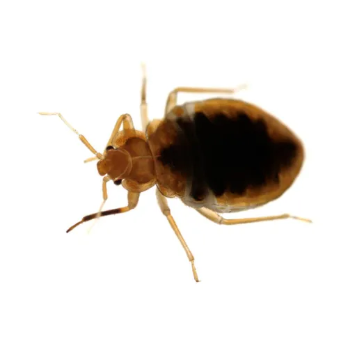 Bed bug removal