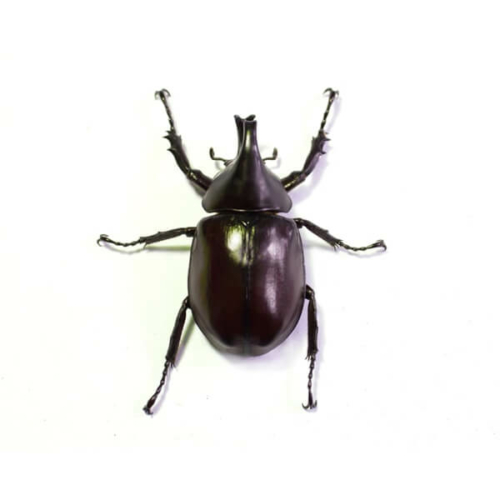 Beetle Control