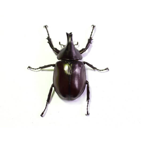 Pests Carpet Beetles