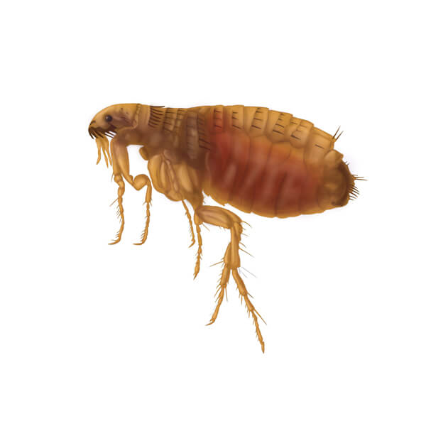 Pests Fleas