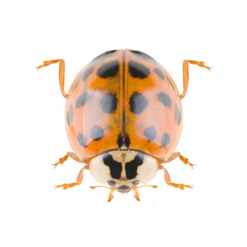 Harlequin