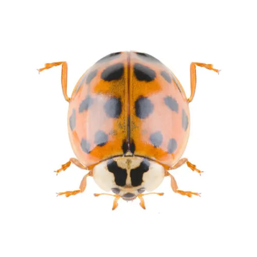 Harlequin
