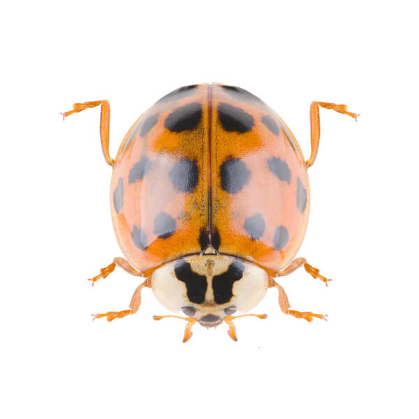 Pests Harlequin