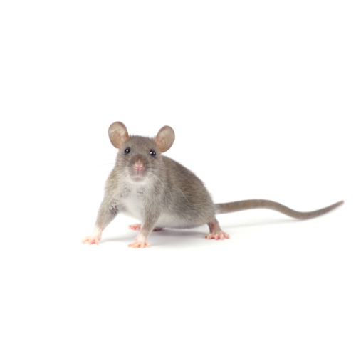 Mouse Control