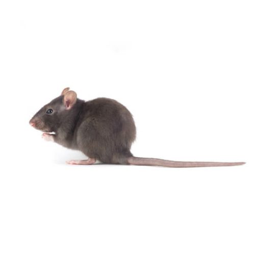 Rodent Control