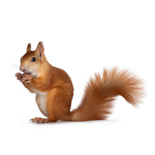 Squirrel Pest Control