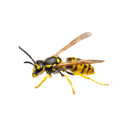 Wasp Nest Removal