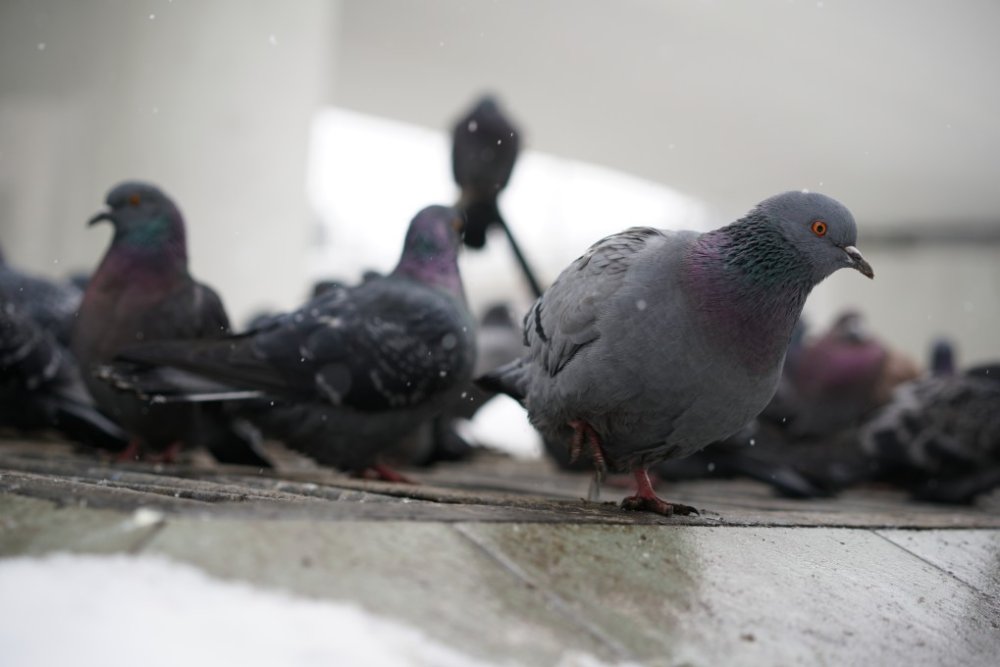 Help with Pigeons 