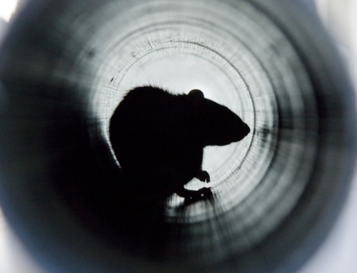 Why use rat blockers for your drains?