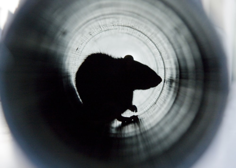 Why use rat blockers for your drains?