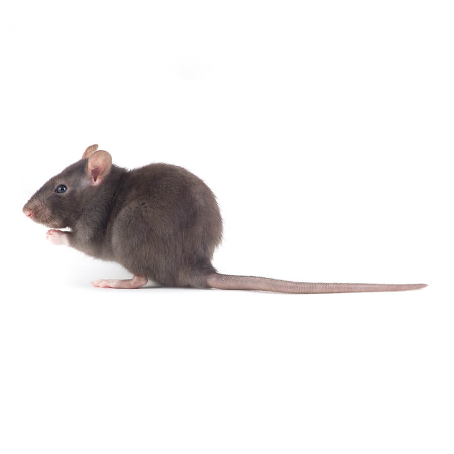 Rat Pest Control Rat Pest Control