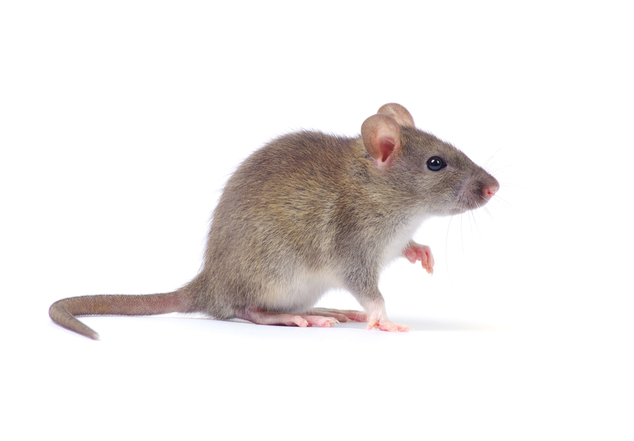 Rodent And Mouse Prevention