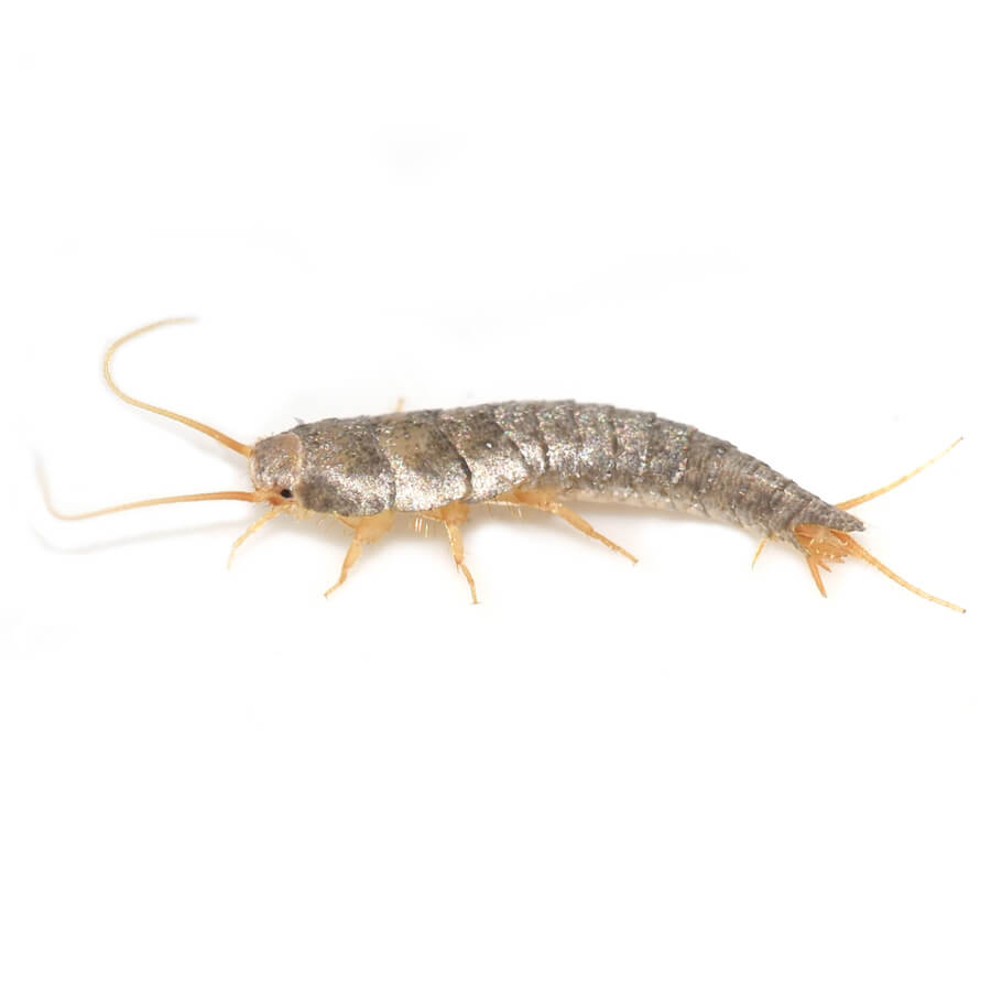 Silverfish Pest Control