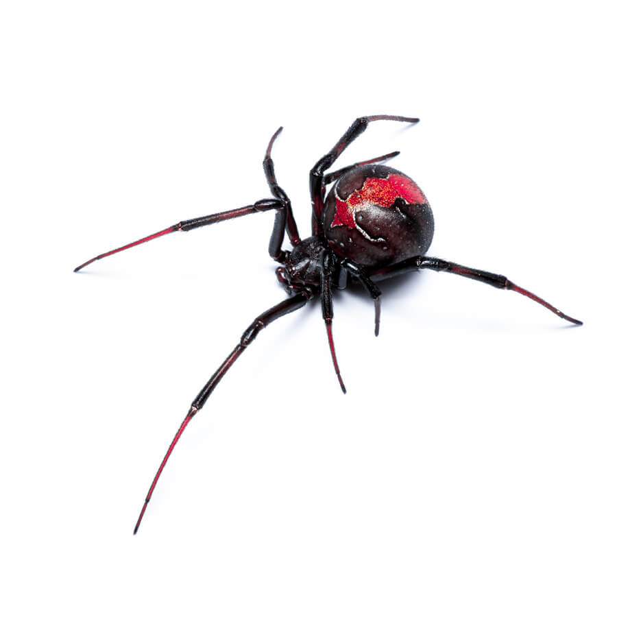Spider Pest Control Spider Pest Control