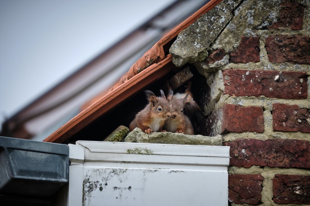  pest controllersSquirrel