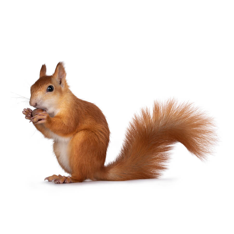 Squirrel Pest Control Squirrel Pest Control