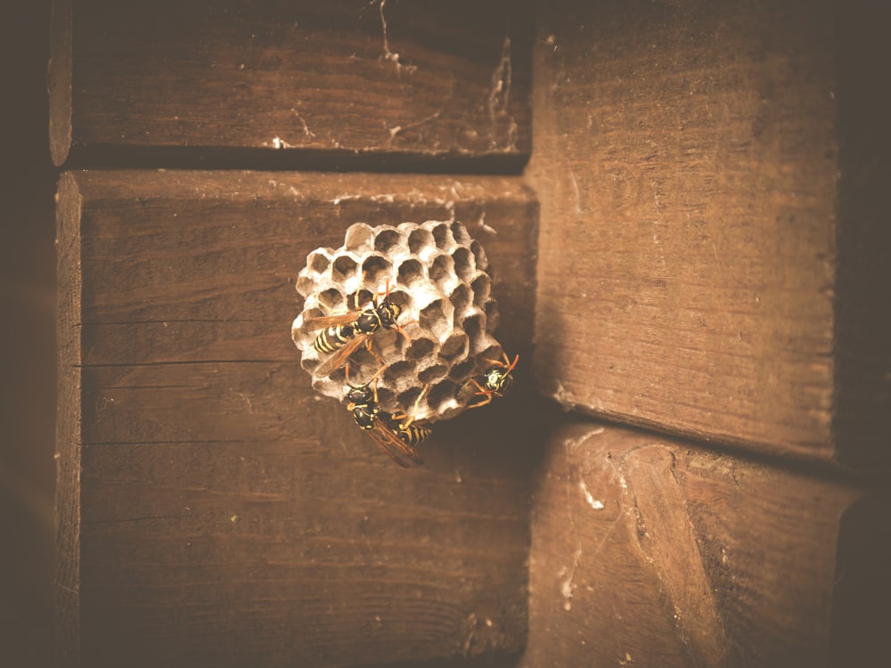 Wasp Nest Removal Wasp Nest Removal