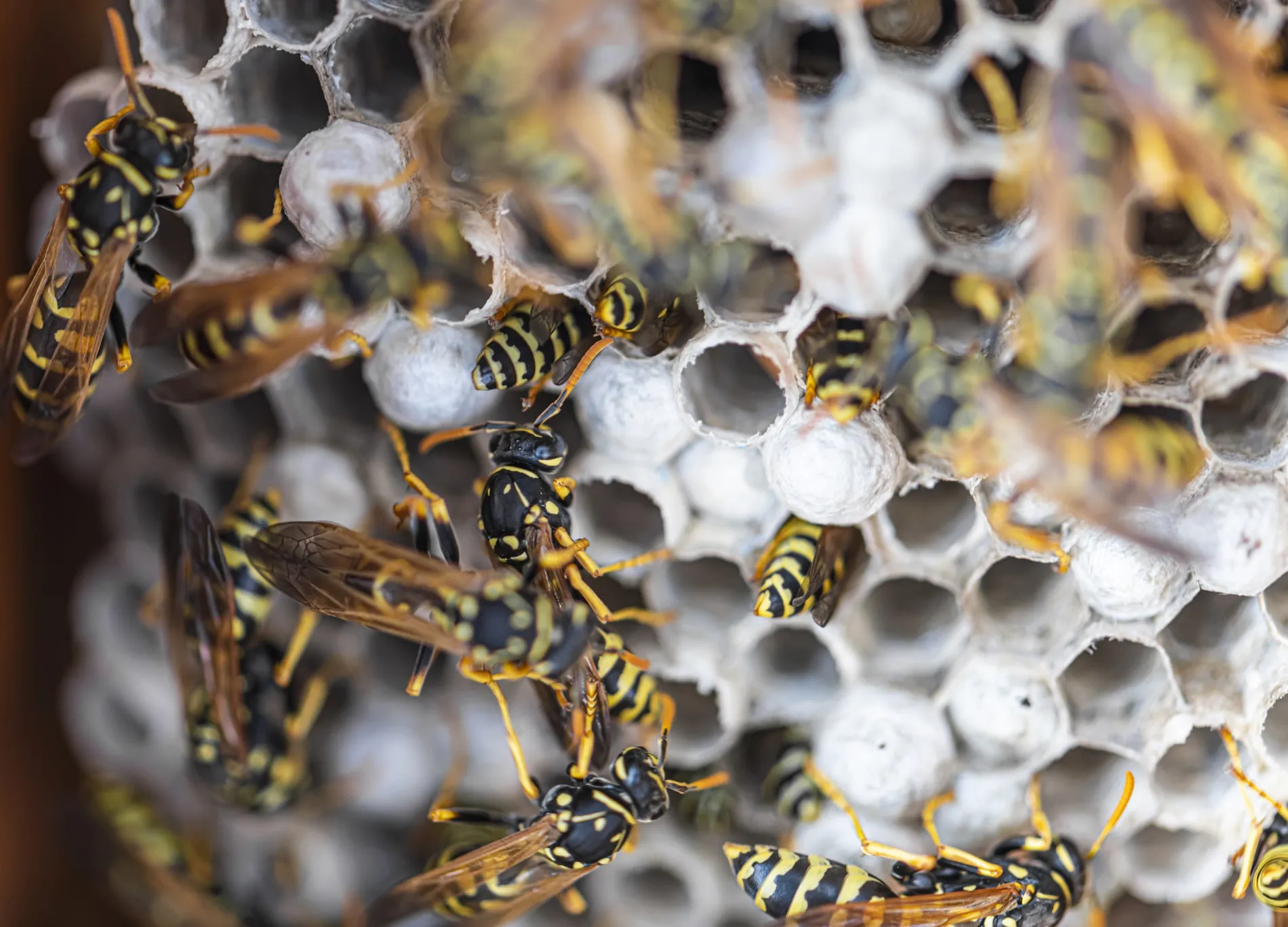 Wasp Nest Removal Near Me Insect removal and treatment Merton