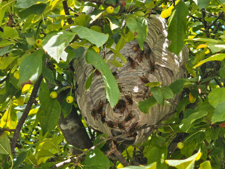 Wasps and Bees