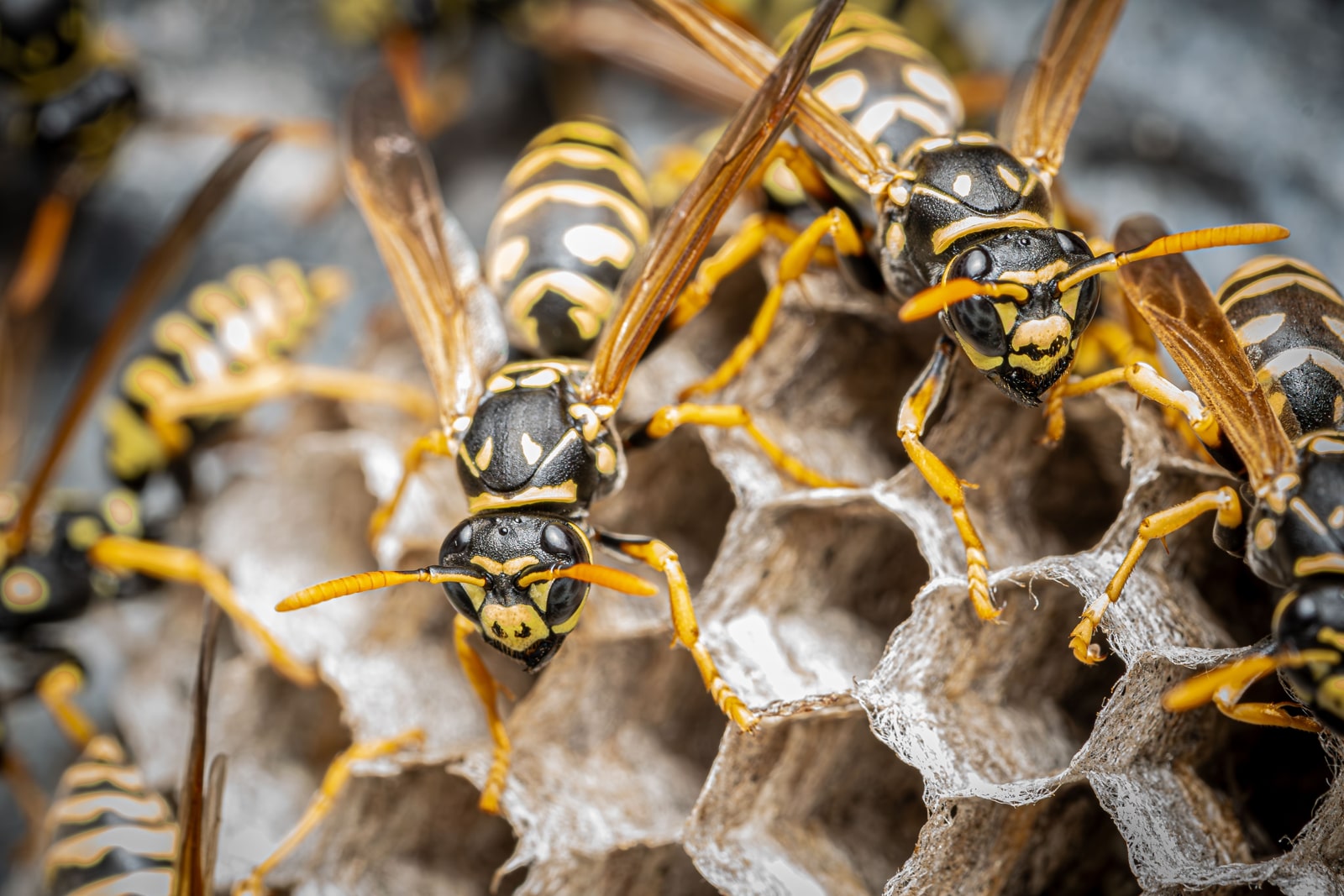 Wasp Nest Removal Services Wasp and hornet nest removalMolesey