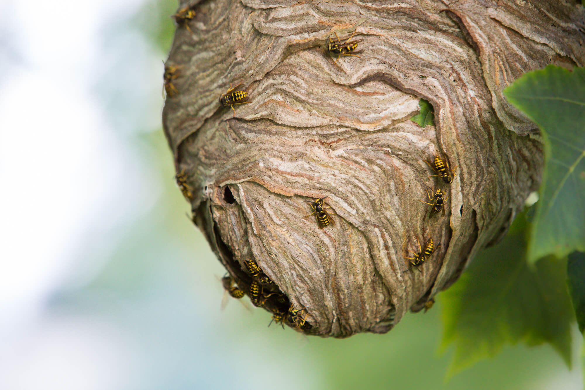 Insect removal and treatment Beckenham