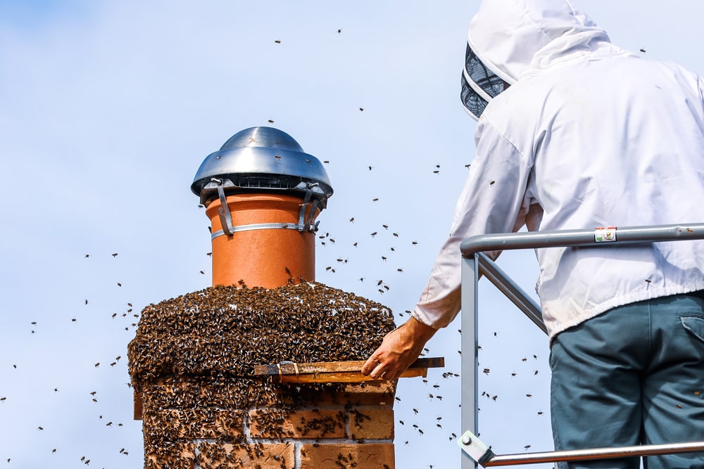 Wasp Pest Controller Wasp Pest Controller